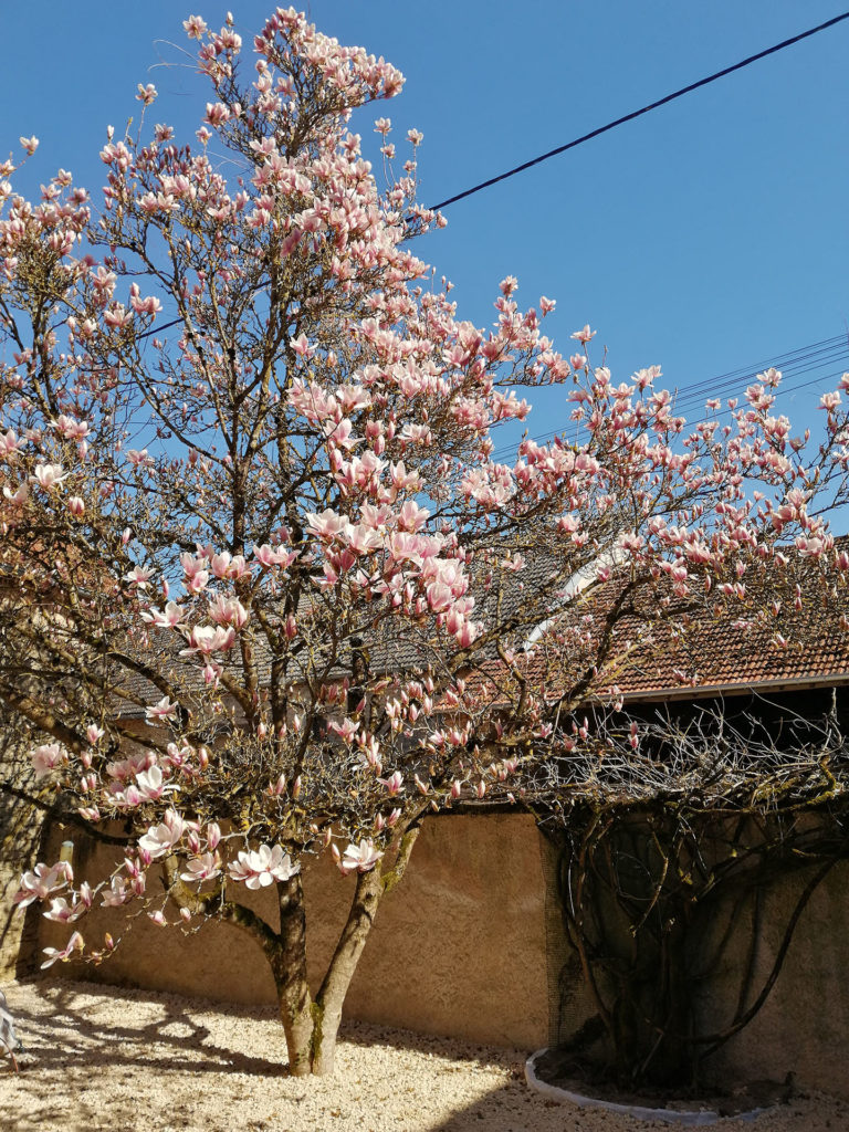 cour intérieure ombragée par le magnolia